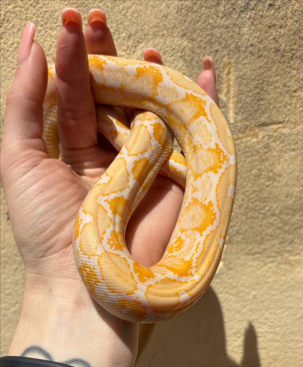 Python reticulatus