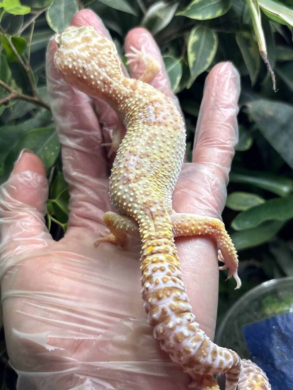Eublepharis macularius