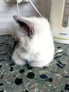 Гарнюща чемна вихована ніжна дівчуля