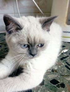 Гарнюща чемна вихована ніжна дівчуля