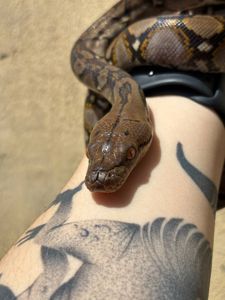 Python reticulatus