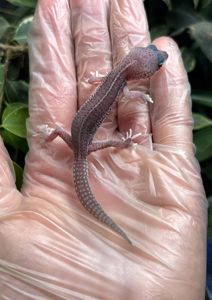 Eublepharis macularius