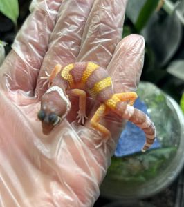 Eublepharis macularius