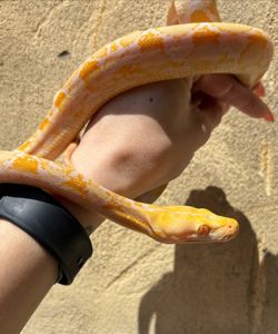 Python reticulatus