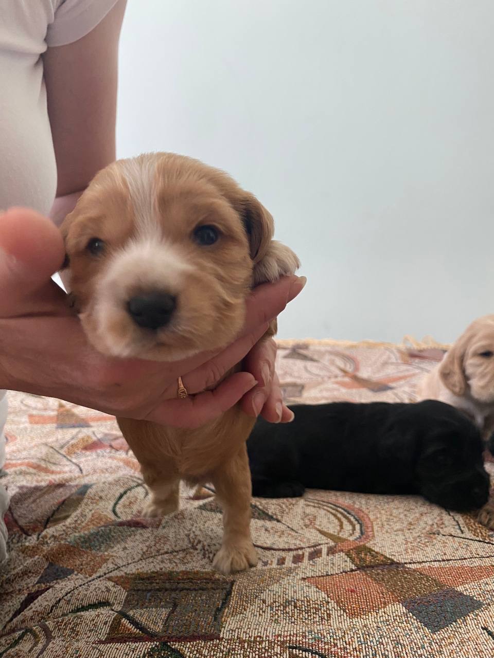 Замечательные щенки английский кокер спаниель
