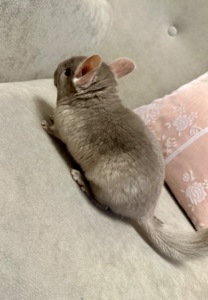 Шиншила, шиншили, шушики…