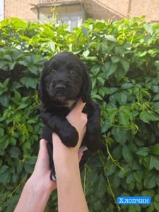 🐾 Цуценята Англійського Кокер-спанієля шукають турботливу родину! 🐶