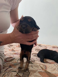 Замечательные щенки английский кокер спаниель