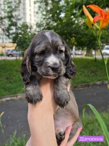 🐾 Цуценята Англійського Кокер-спанієля шукають турботливу родину! 🐶