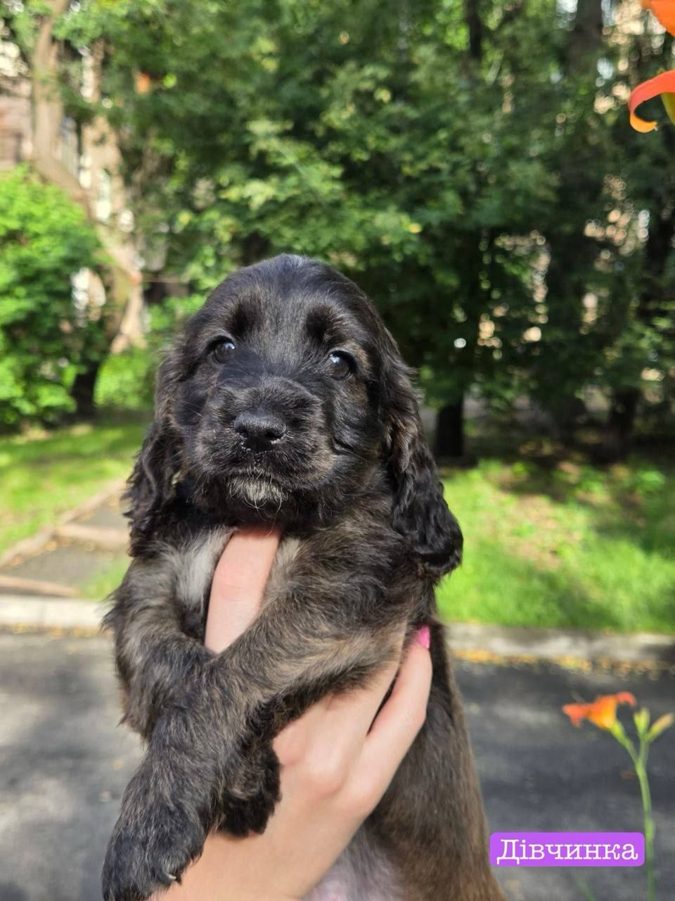 🐾 Цуценята Англійського Кокер-спанієля шукають турботливу родину! 🐶