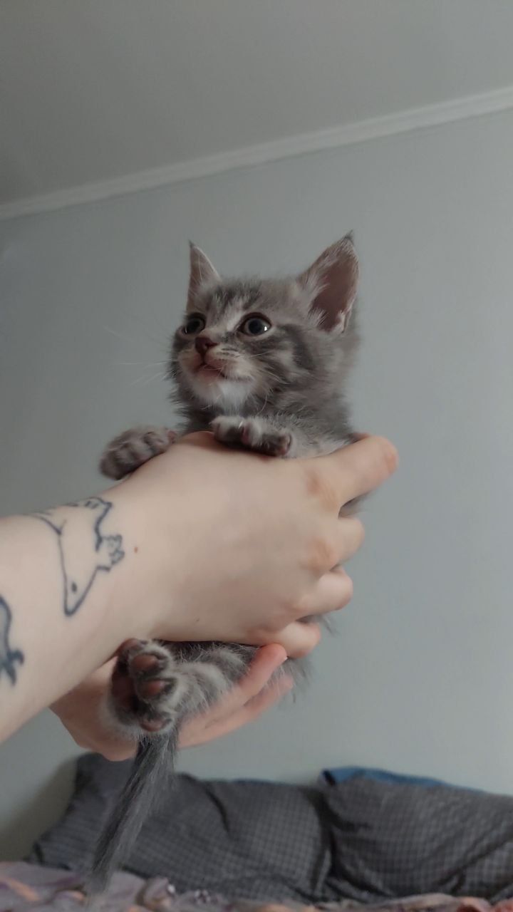 Кошеня