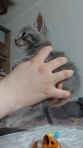Кошеня