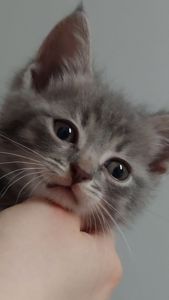 Кошеня