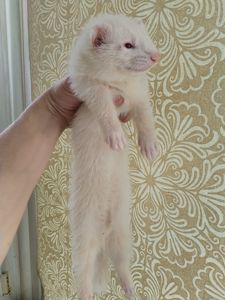 Альбіносик, хлопчик