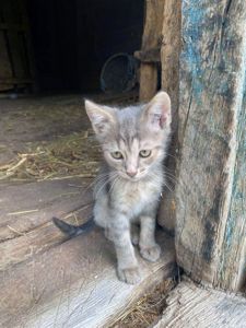 Кошеня хлопчик Ларік шукає дім