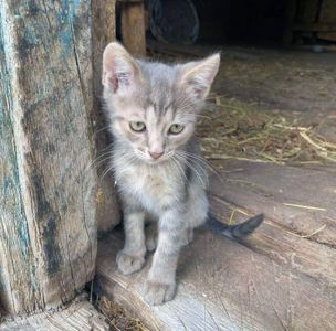 Кошеня хлопчик Ларік шукає дім