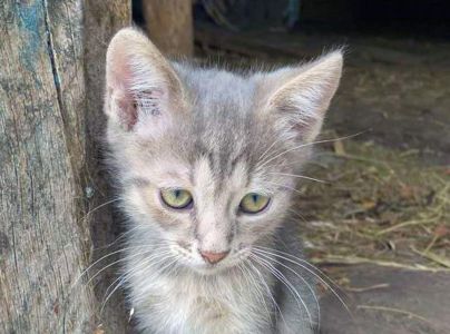 Кошеня хлопчик Ларік шукає дім