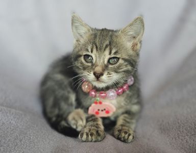 Кошеня Сільва шукає дім