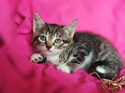 Кошеня Сінді шукає дім