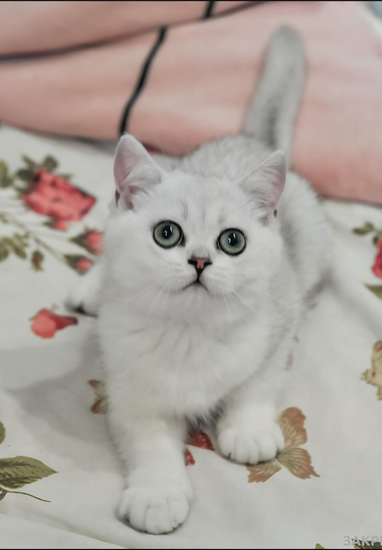 Кошеня британська шиншила