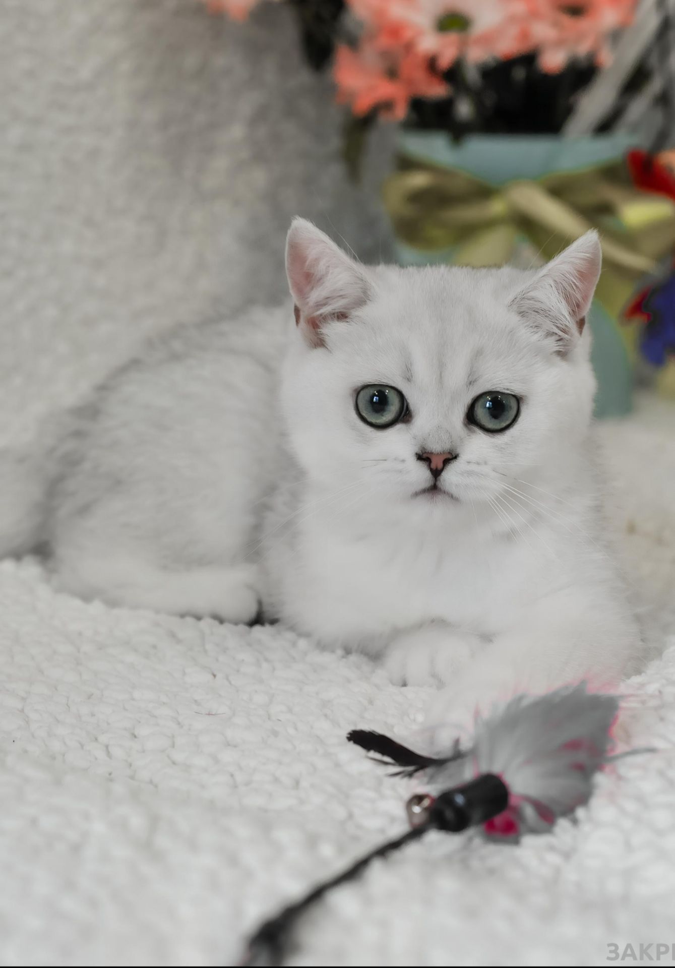 Кошеня британська шиншила