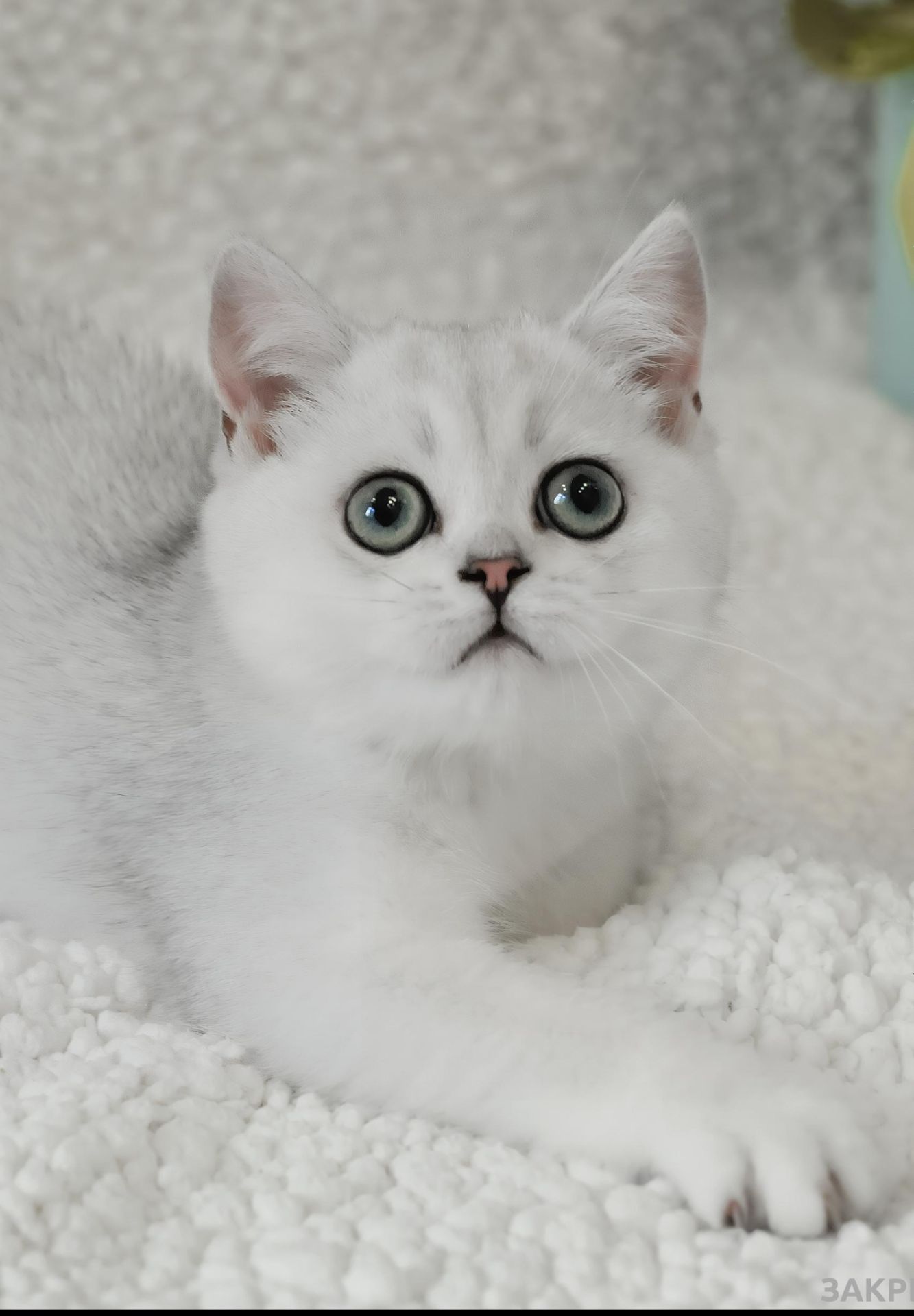 Кошеня британська шиншила