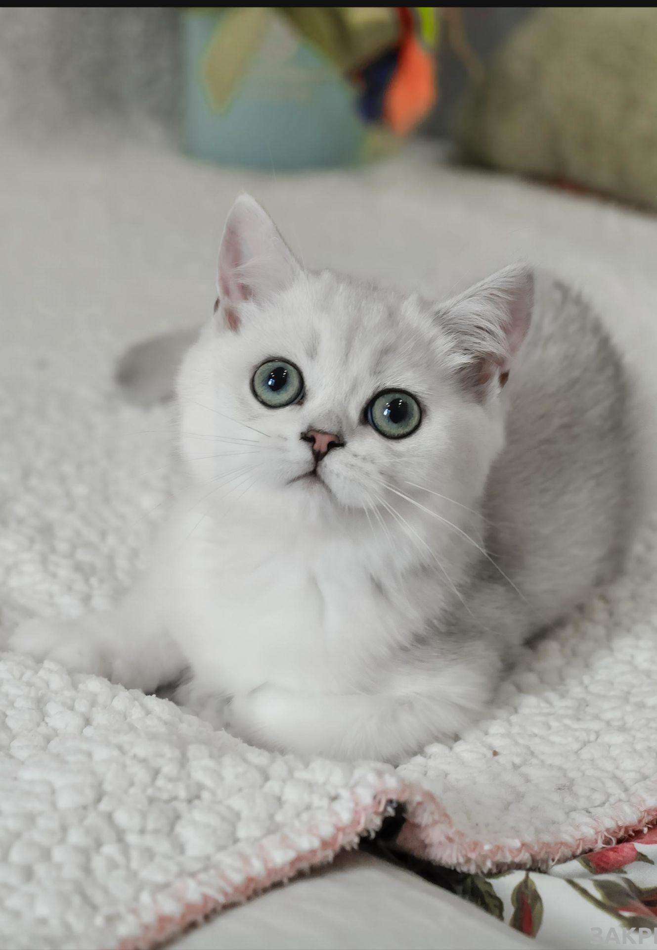 Кошеня британська шиншила