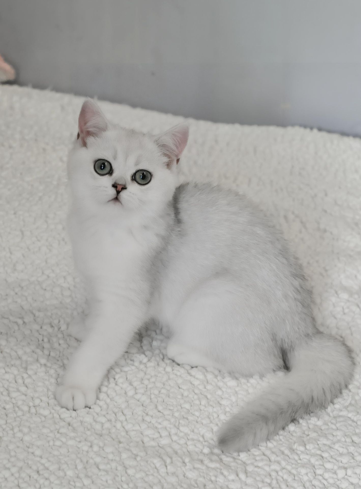 Кошеня британська шиншила