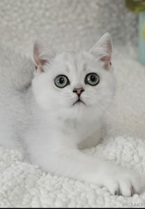Кошеня британська шиншила