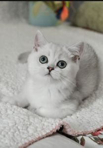 Кошеня британська шиншила