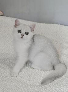 Кошеня британська шиншила