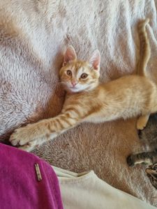 Кошеня у приватне домоволодіння