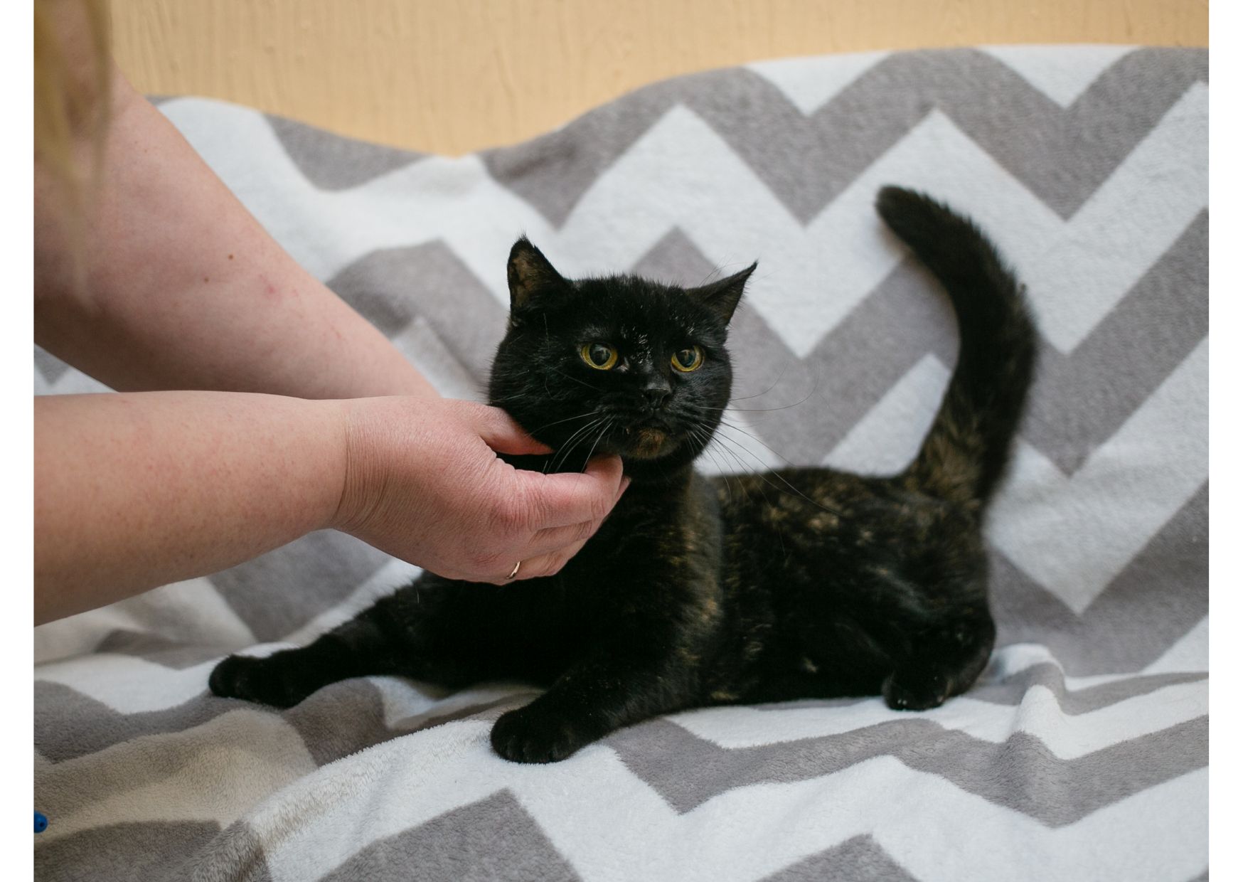 Дивовижна дівчинка з нетерпінням чекає на свою людину 😻