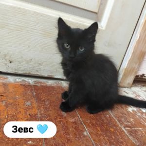 Котята