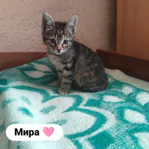 Котята