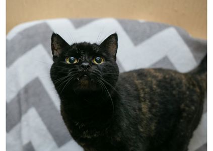 Дивовижна дівчинка з нетерпінням чекає на свою людину 😻