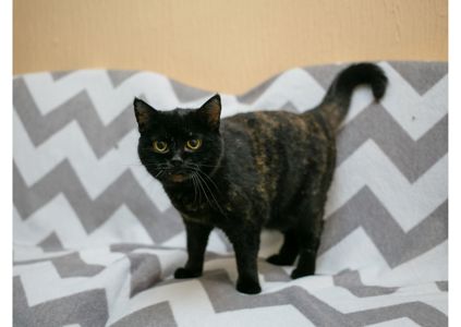Дивовижна дівчинка з нетерпінням чекає на свою людину 😻