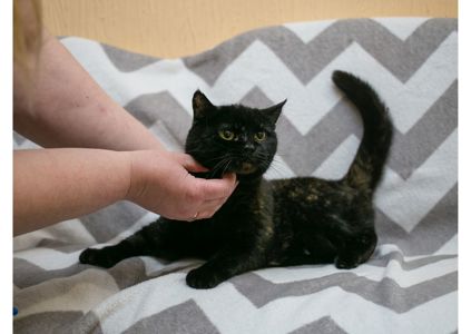 Дивовижна дівчинка з нетерпінням чекає на свою людину 😻