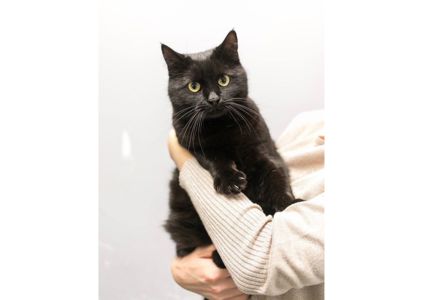 Дивовижна дівчинка з нетерпінням чекає на свою людину 😻