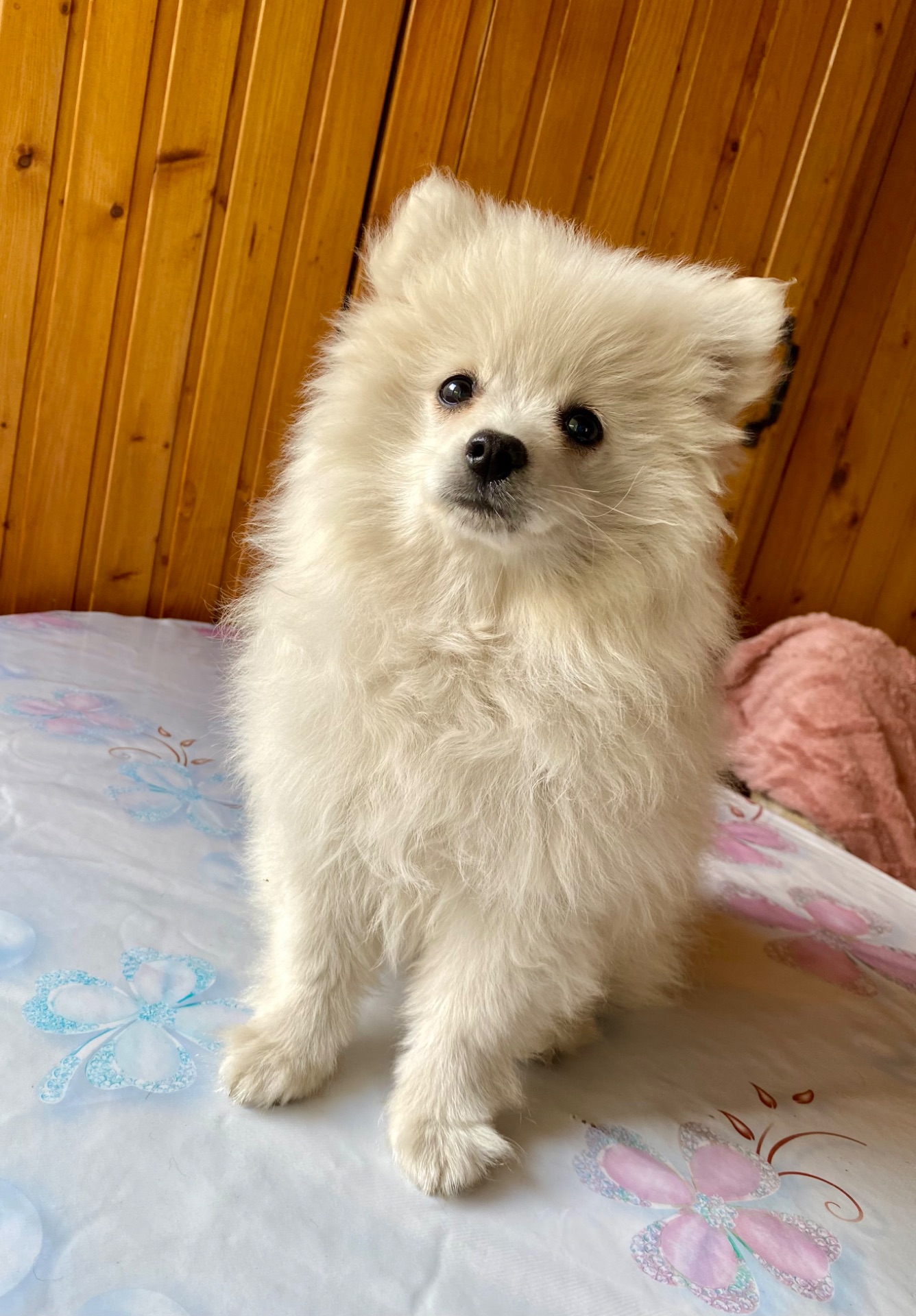 Цуценя японський шпіц