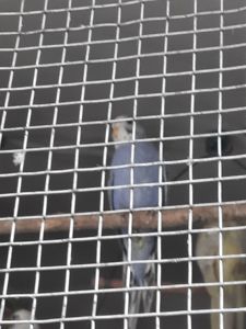 Хвилясті папужки