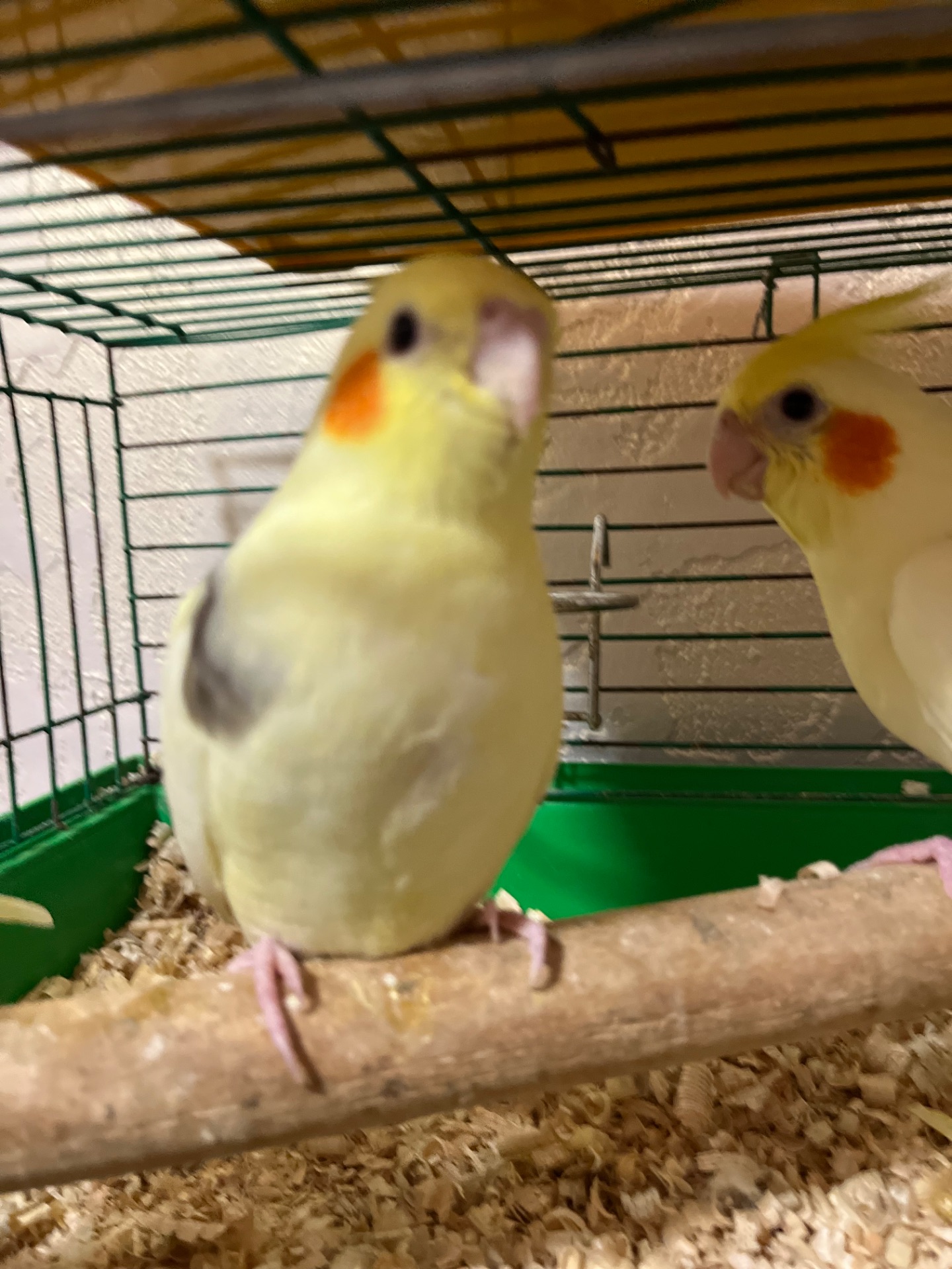 Корелла викормиші Німфа