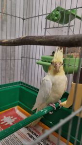 Корела
