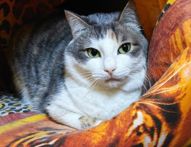 Космея