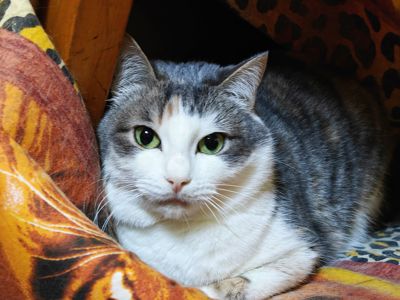 Космея