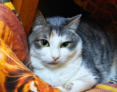 Космея