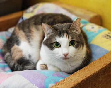 Космея