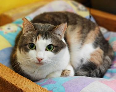 Космея