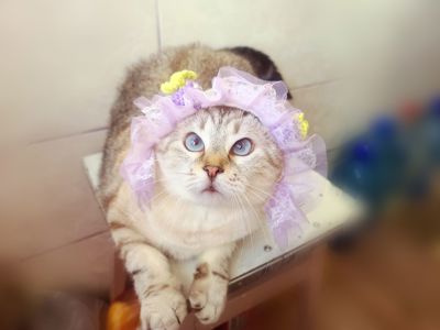 Ляля