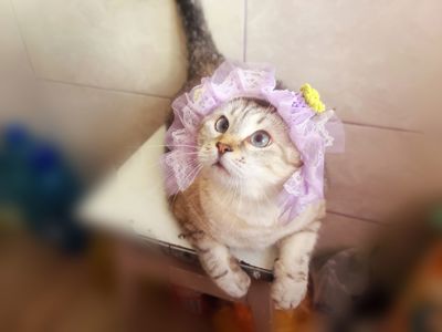 Ляля